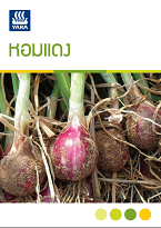 shallot
