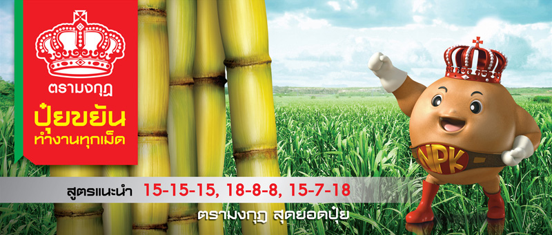 sugarcane